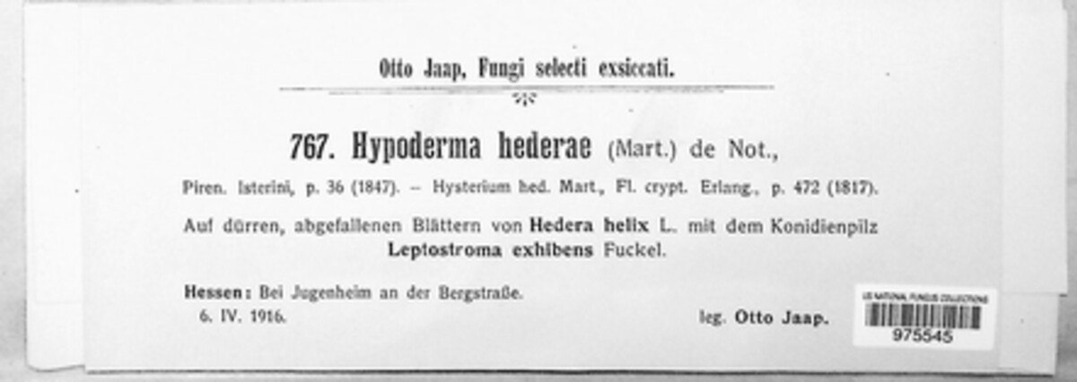 Hypoderma hederae image